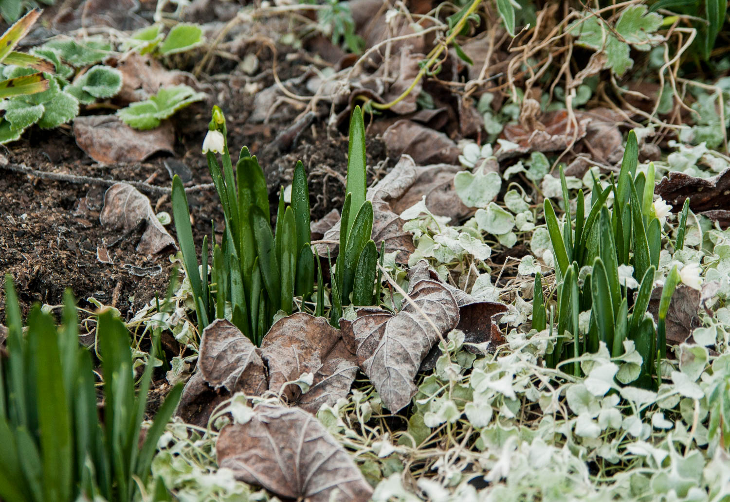 after frost Daily Gardener