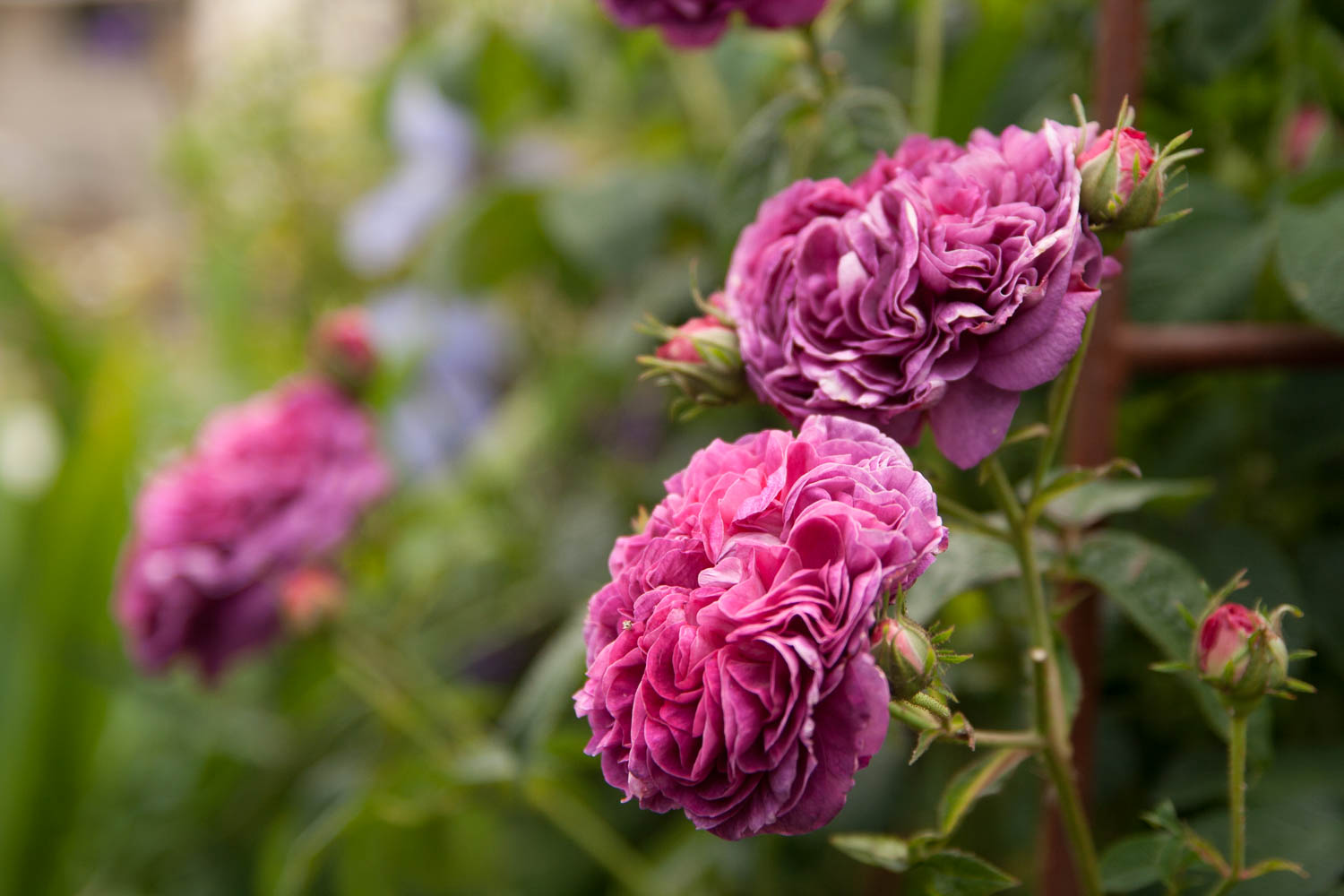 an old rose – Daily Gardener